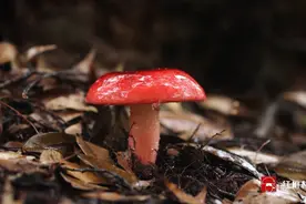 《红椎林下》01毕业设计#纪录片 #红菇 #舌尖美食视频封面