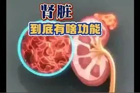 了解奇妙的#肾脏 功能强大的肾脏#医学动画 #医学科普