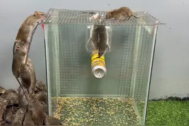 不用的鱼缸先不要扔，加个铁丝网做成捕鼠器，能抓一个老鼠联队！视频封面