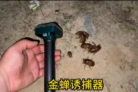 网购了一款知了猴诱捕器，打开开关知了猴听到声音自己就爬过来了视频封面