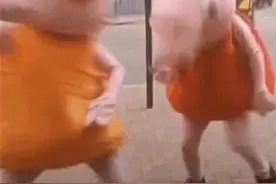 无限循环 猪猪跳舞.GIF 搞笑视频封面