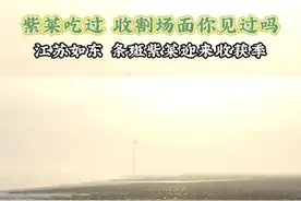 紫菜吃过，收割场面你见过吗？江苏如东，条斑紫菜迎来收获季。#紫菜  #春菜 #三农 #乡村振兴 #收获的季节