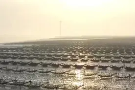 紫菜吃过，收割场面你见过吗？江苏如东，条斑紫菜迎来收获季。#紫菜  #春菜 #三农 #乡村振兴 #收获的季节视频封面
