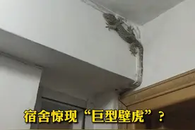 宿舍惊现40公分长“巨型壁虎”？男子：吓得声音都变了，听说是属于二级保护动物。