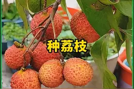 吃完荔枝的果核千万别扔，试试把它种成一颗果树！ #种植小技巧