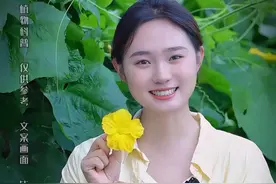 丝瓜，水瓜，叫法不一样，好处却多多。很多人都把它当成了蔬菜#我的家乡有宝藏 #新农人 #植物科普 #柏医堂小师妹视频封面