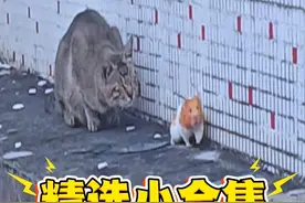 去其糟粕，取其精华的一个合集 #搞笑配音 #看一次笑一次 #搞笑动物视频