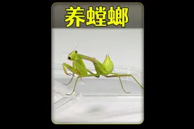 沉浸式养螳螂，饲养一只野外抓到的螳螂，太好玩太有趣视频封面