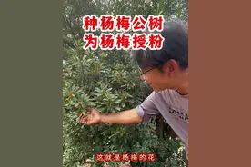 杨梅开花，看得见的是公花 杨梅雌雄异株，风媒授粉，100亩果园为防止恶劣天气，可配种1棵#杨梅公树 #杨梅花 #杨梅开花 #杨梅授粉 #果树种植视频封面