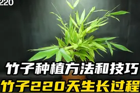 竹子种植方法和技巧，竹子220天生长过程！ #花卉绿植 #高效农业视频封面