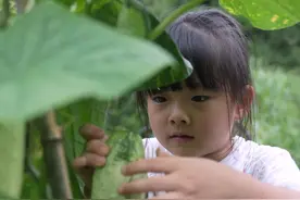 小贝长大了，有了主观意识，就像我们小时候开始排斥劳累，想逃离 我的小鸡孵出来了，#寻美铜仁 #新农人计划2025 #栽红薯 #我的乡村生活视频封面