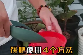 阳台种菜盆栽饼肥肥料制作使用方法 #种植小技巧 #阳台种菜 #小菜园 #种植教程 #种菜小技巧视频封面