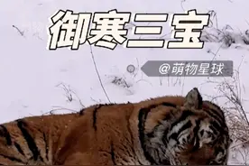 原来老虎才是真正的纯阳之体！ #东北虎 #老虎 #神奇的动物在抖音视频封面