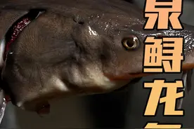 这山泉水养大的鲟龙鱼做鱼生真是一绝！还可一鱼多吃！#鲟龙鱼视频封面