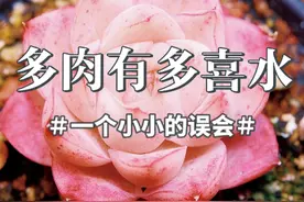 多肉是喜水植物，不要再误会它了。 #多肉植物 #多肉养护 #多肉控养 #多肉种植 #养花人的乐趣视频封面