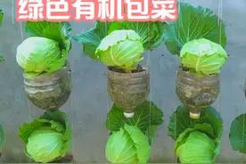 教你用油桶种出绿色有机的包菜。 #种植小技巧 #阳台种菜视频封面