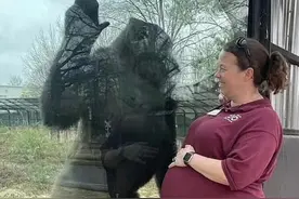 跨越种族的羁绊？#美国饲养员和大猩猩同时怀孕  ，两个宝宝只差10天视频封面