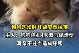 狗狗洗澡时耳朵突然掉落。主人：狗狗连扎4天双马尾造型，耳朵不过血造成坏死。（编辑：罗钧栋 郑紫薇 实习生：周琳 审签：郑紫薇）