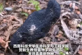 四川发现新物种以绵阳命名！网友：能吃不？教授：建议熬汤视频封面