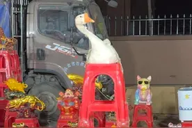 男子街边套圈大鹅，不料老板一放音乐，大鹅就摇摆。老板训练出来的，给一千都不卖。#套圈 #大鹅 #搞笑 （来源：@虎哥别闹【圈王】）
