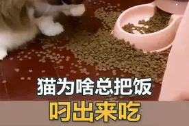 你的猫为啥总把饭叼出来吃？ #新手养猫 #科学养宠攻略 #养猫人 #铲屎官日常 #猫咪行为学