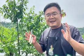 同一棵树上既能长桃子又能长李子！ #多品种 果树#奇怪的知识增加了视频封面