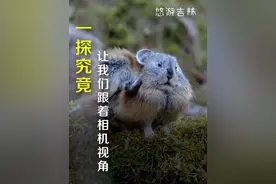 让我们跟着相机视角一探究竟！#长白山 （素材来源：@长白山老万 ）#野生动物零距离视频封面