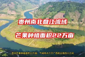 贵州芒果种植面积22万亩，主要集中于南盘江与北盘江视频封面