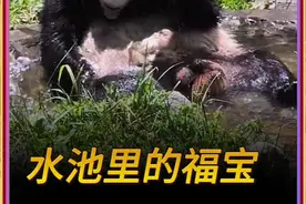 福宝坐在小水池，虽然一身皮大衣被阳光笼罩，但也感到一丝清凉视频封面