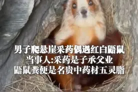 3月15日（受访），湖北，#男子爬悬崖采药偶遇红白鼯鼠 ，当事人:采药是子承父业，鼯鼠粪便是名贵中药材五灵脂 @卫生员视频封面