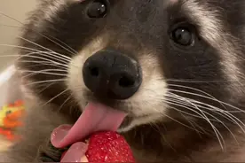 反向入侵人类—浣熊 浣熊为什么喜欢洗东西，干脆面君真的非常活跃，置身于人类社会游刃有余#动物科普  #小众宠物视频封面