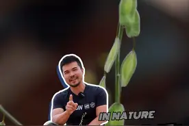 沙漠里长出来的两种板蓝根！你认识吗？ @摄影师马锐 #自然里植物学社 #守护荒野 #新疆 #科普 #dou爱送温暖