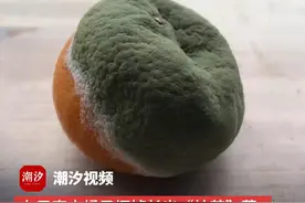 女子家中橘子坏掉长出“抹茶”菌，看似恶心，其实挺值钱！视频封面