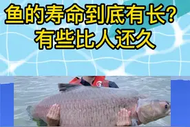 #钓鱼 青鱼长到一百斤要多久？六种常见淡水鱼能活多久呢？一起来看看吧！#鲫鱼 #鲤鱼 #黑鱼#鱼 