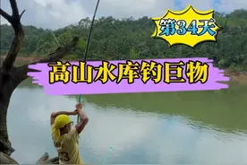 高山水库钓巨物，荒野垂钓第34天，放了足足3次出手绳才把这条巨青钓上来！#户外野钓 #用钓鱼打开国庆假期 #国庆假期的快乐是钓鱼给的 #2024dou来钓鱼 #dou是钓鱼人视频封面