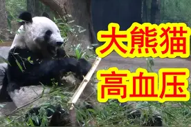 【中日双语】上野动物园的中国大熊猫真真流鼻血，被确诊为高血压视频封面