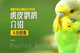 虎皮鹦鹉介绍【一分钟认识一个鹦鹉品种】 虎皮鹦鹉有什么优缺点