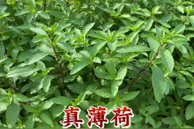 你吃的“薄荷”可能不是薄荷，是皱叶留兰香，你不了解就亏大了！