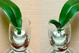 我使用两个塑料杯，神奇的是仅剩一片叶子的蝴蝶兰快速生根
