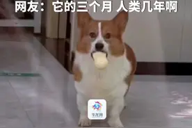9月12日，浙江。女生将狗狗寄居宠物店三个月，狗狗再见主人时表情太好哭了。网友：它的三个月，人类几年啊。（华龙网原创采访报道）