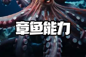 章鱼的能力有多强？每个触手都有独立的大脑#章鱼 #物种