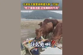 宁波女子露营烧烤遭牛群“打劫”，“吃了香肠泡面，还有腌制的牛肉”视频封面