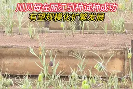 川贝母在丽江引种试种成功，有望规模化扩繁发展 记者日前从云南白药集团太安生物科技产业有限公司获悉，通过科研人员3年来的技术攻关和不懈努力，川贝母在玉龙纳西族自治县太安乡引种试种成功，有望规模化扩繁发展。此次川贝母突破海拔限制在丽江市引种成功，为规模化种植发展打下基础。视频封面