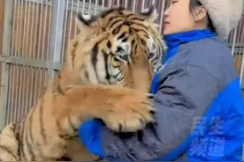 4月11日河南濮阳，“喜欢蹭蹭贴贴，喜欢爬床”，东北虎女饲养员把小老虎当宝宝带，饲养员：喝的是猫科动物专用奶粉，一天吃两次，老虎体重长到100斤才会和“奶妈”分开视频封面