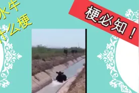 【梗必知】欢乐水牛什么梗#梗必知#梗视频封面