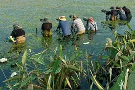 你大爷永远是你大爷！高温40度，常州老法师水中“狩猎”！几十架"长枪短炮"齐上阵...#老法师 #摄影 #打鸟 #常州视频封面