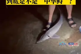 7月7日，#重庆市民江边钓上怪鱼，到底是不是中华鲟？专家为你解答！#重庆dou知道 视频封面