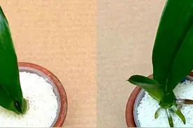 我使用大米，神奇的是每次都能让仅剩一片叶子的蝴蝶兰迅速生根