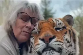 胖虎 从小被奶奶喂大的胖虎#老虎 #保护野生动物