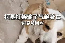 近日，河南，柯基为争一只母狗打架，打架输了气绝身亡。视频封面